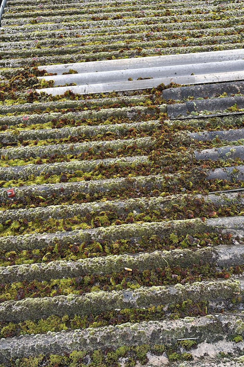 Avant — Démoussage